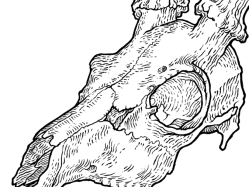mar-del-valle-sketch-deer-skull-dest