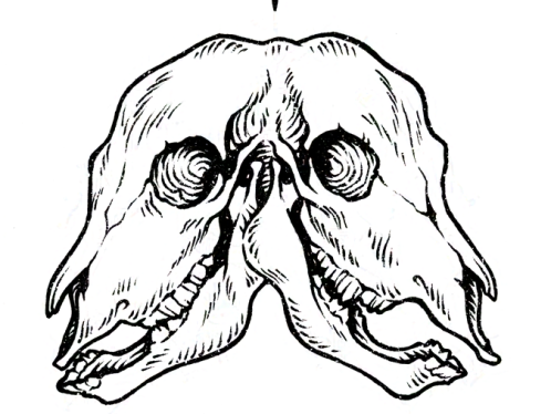 Black and white illustration of a two-headed animal skull, drawn with ink in engraving style. Above them, there is a black eight-pointed star. --- Ilustración en blanco y negro de un cráneo animal bicéfalo, dibujado a tinta en estilo grabado. Sobre las cabezas, hay una estrella negra de ocho puntas.