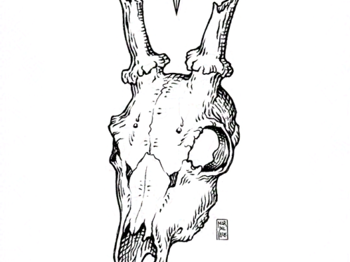 Black and white illustration of a deer skull, drawn with ink in engraving style. There is a eight-pointed star between its broken antlers. --- Ilustración en blanco y negro de un cráneo de ciervo, dibujado a tinta en estilo grabado. Hay una estrella de ocho puntas entre sus astas rotas.