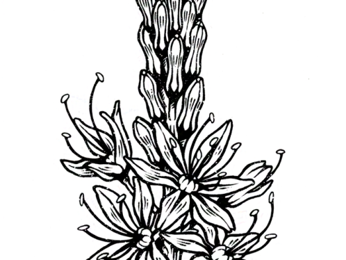 Ilustración botánica en tinta negra representando unas flores de asfódelo que parten del mismo tallo, en distinto grado de floración. Sobre ellas, tres pequeñas lunas crecientes negras formando un triángulo. --- Botanical illustration in black ink depicting asphodelus flowers starting from the same stem. Above them, three small black crescent moons.