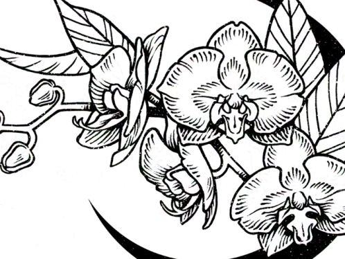 Ilustración botánica en blanco y negro tipo grabado de una ramita de orquídea con varias flores, acompañadas de una luna creciente negra a un lado. --- Botanical black and white illustration, engraving style, of an orchid branch with several flowers, with a black crescent moon on one side.