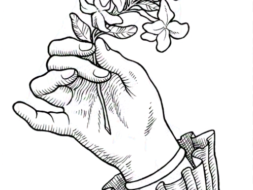 lustración a tinta de una mano cogiendo un tallo cuajado de flores, estilo grabado victoriano. --- Ink illustration of a hand holding a flower curdled stem, Victorian engraving style.