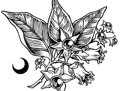 Ilustración botánica en blanco y negro tipo grabado de una ramita de la planta atropa belladonna, con sus frutos y flores. --- Botanical black and white illustration, engraving style, of the plant atropa belladonna, with its fruits and flowers.